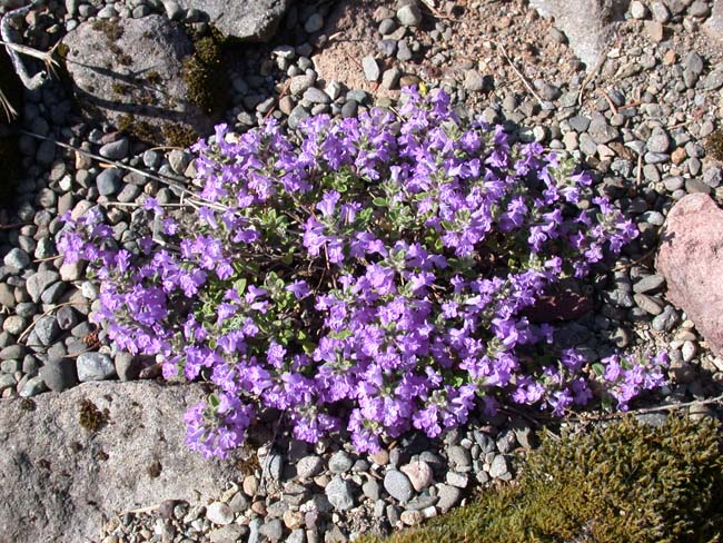 Acinos alpinus | North American Rock Garden Society